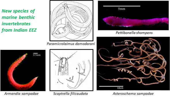 Epifaunal Echinoderms