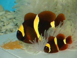 clown fish