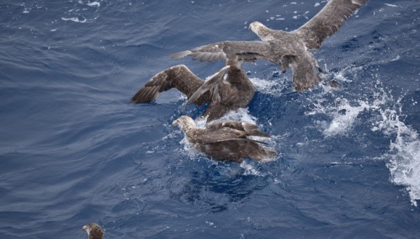 Marine mammals